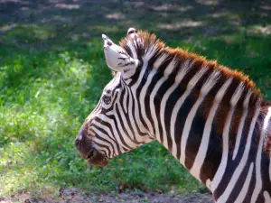 Blank Park Zoo