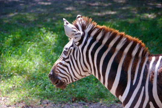 Blank Park Zoo