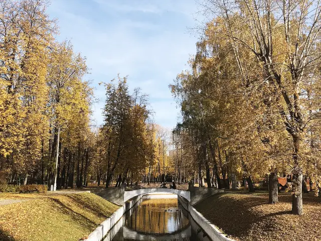 Ginkgo Viewing in Moscow