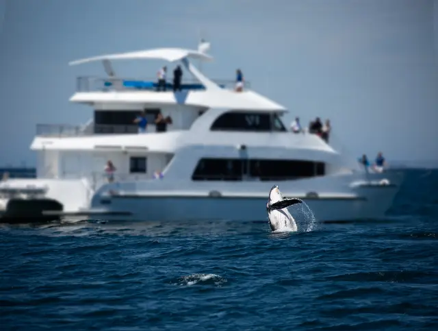 Whale Watching At Sea in Gold Coast