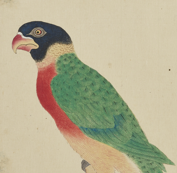 【日本東京】江户時代的圖譜文化—堀田正敦編《禽譜》與其魅力 | 東京國立博物館