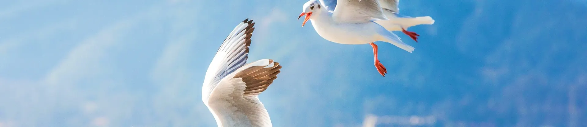 Attrazioni Acquatiche