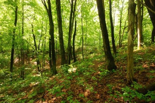 Kettle Moraine Red Oaks State Natural Area