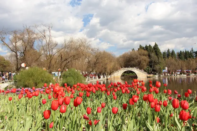 Tulip Viewing in Kunming