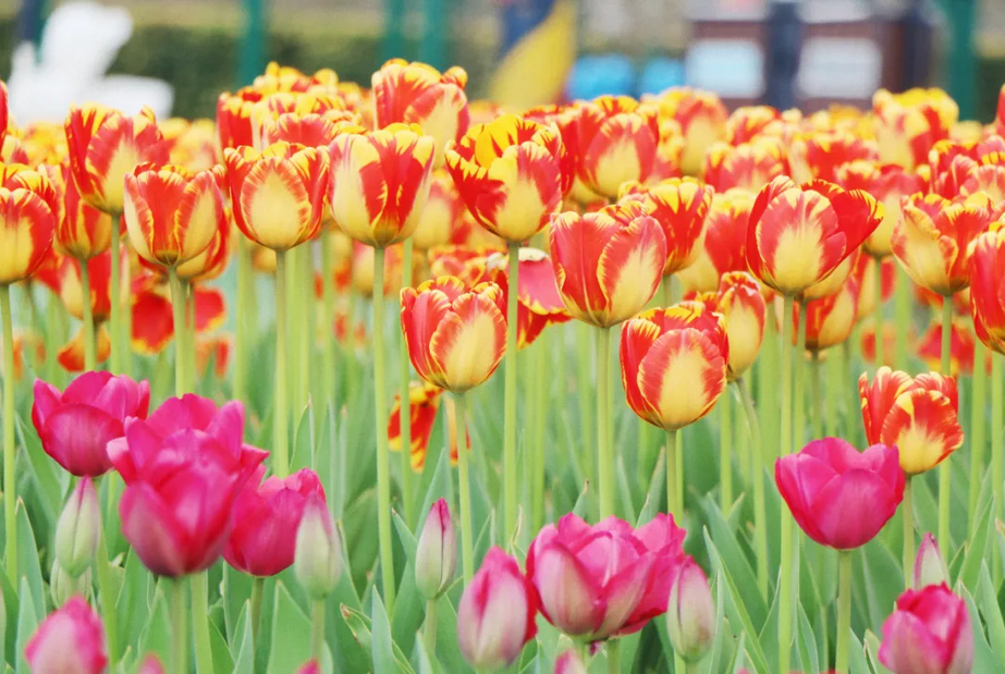 The 13th Tulip Flower Show | Dongxihu Tulip Theme Park