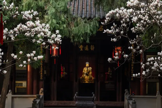 Admire Magnolias in Sichuan