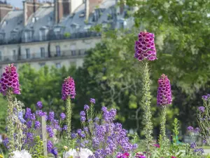 Сад Тюильри