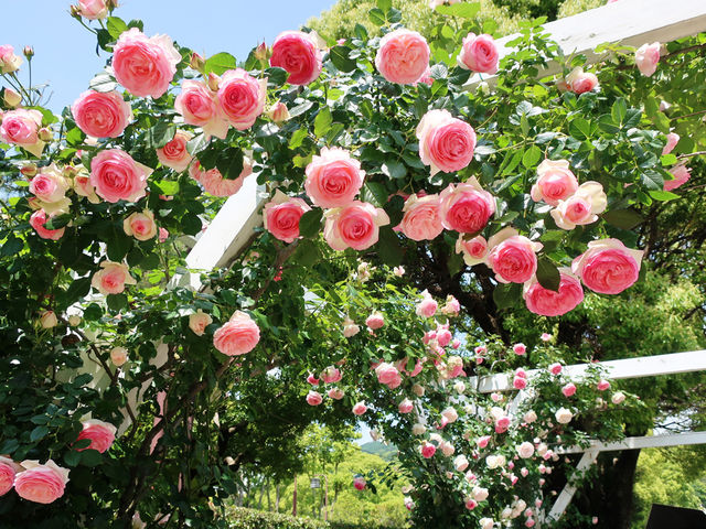 Kobe Suma Rikyu Park Spring Rose Festival | Kobe