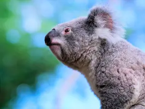 Koala Park Sanctuary Sydney