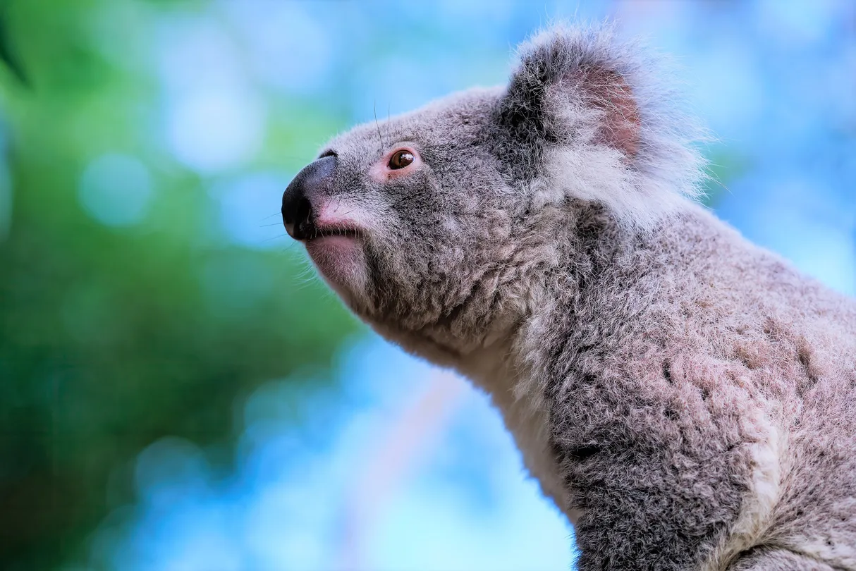 4_Koala Park Sanctuary Sydney