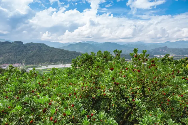 Chinese Bayberry Picking in Xianju