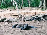 Fascinating komodo dragons