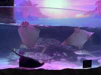 【愛知】シーライフ名古屋！レゴの水族館
