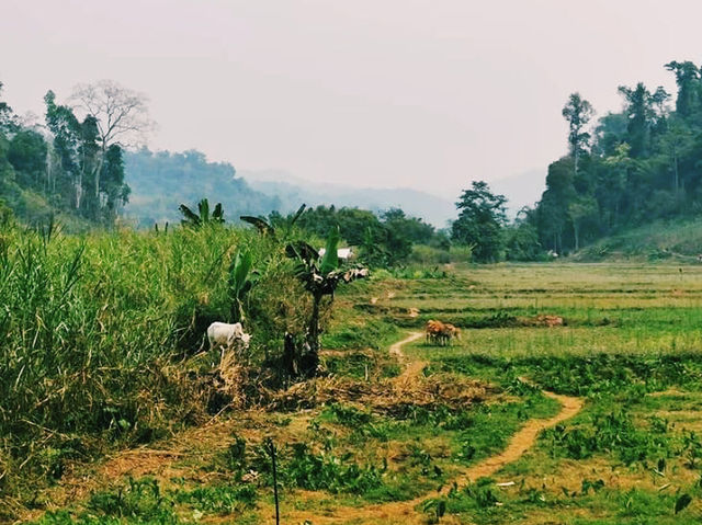 Laotian jungle 