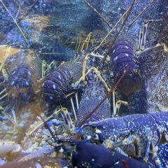 Solar dos Presuntos User Photo