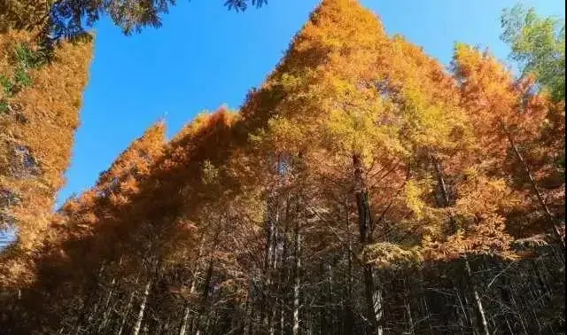 Fall Viewing Attractions