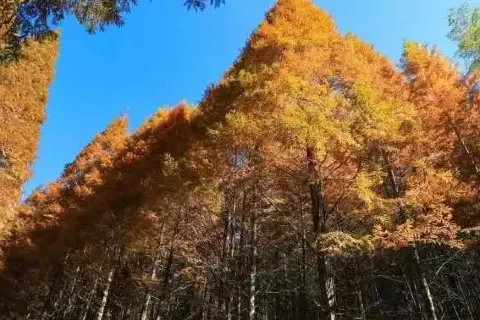 Shen Nong Gu National Forest Park