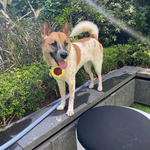 【寵物酒店邊間好？】2026人寵不分離，盤點那些寵物友好酒店:香港13間寵物酒店 Staycation 推介🐶+住宿餐飲優惠