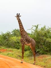 Parque nacional del Lago Manyara