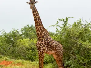 Parc national du lac Manyara