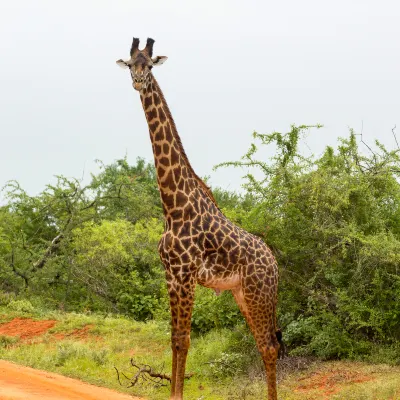 3-Star Hotels in Kisumu