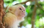 Manuel Antonio National Park