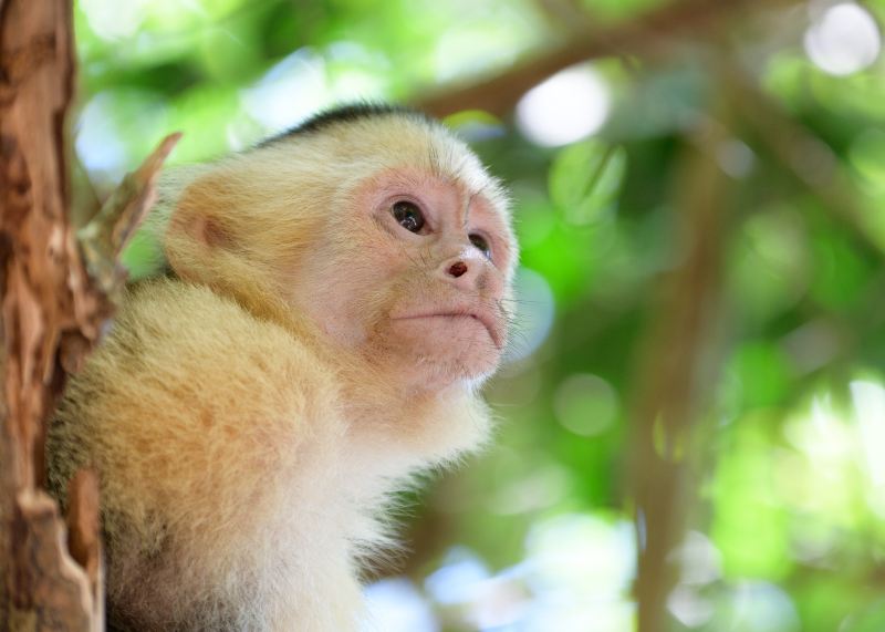 Manuel Antonio National Park