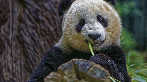 Wolong Giant Panda Nature Reserve