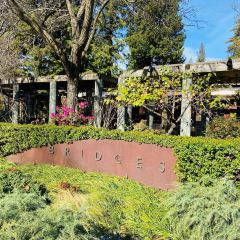 Bridges User Photo