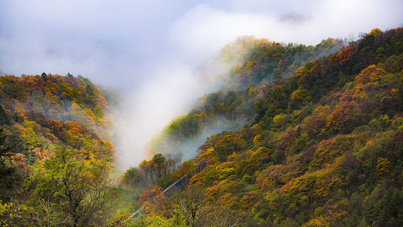 Shennongjia Tourism Area