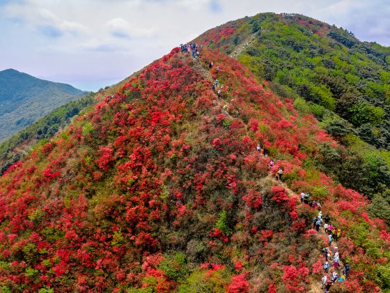 通天ろうそく山