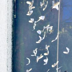 桃园坝农家乐·翘壳鱼·烤全羊·柴火鸡团建·家庭聚餐 User Photo