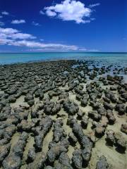 Hamelin Pool stromatolites
