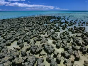 Hamelin Pool stromatolites