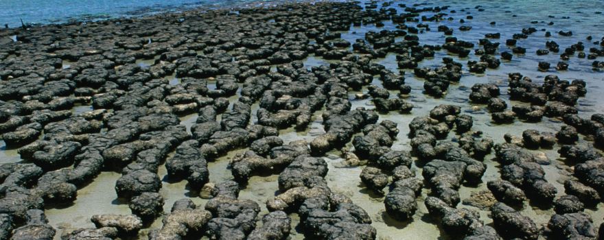 Hamelin Pool stromatolites