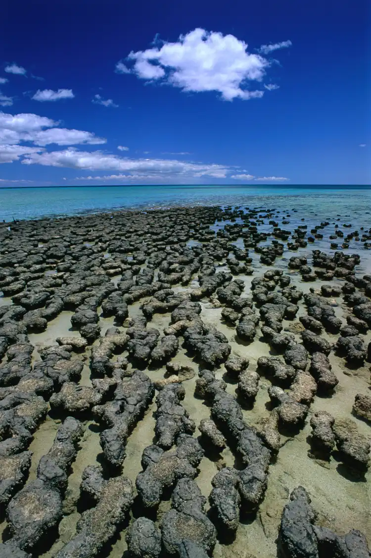 Hotels in Shark Bay
