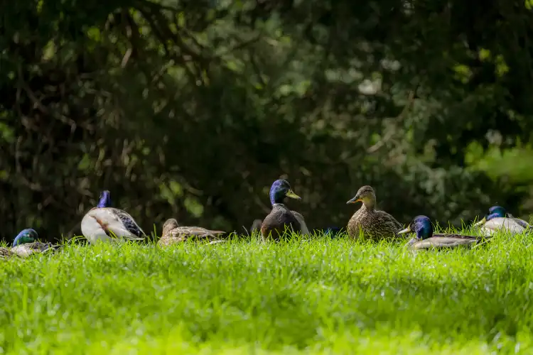 Hotels near Idylwood Park