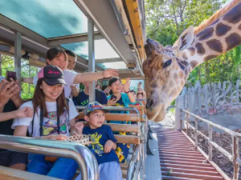 Chiang Mai Night Safari