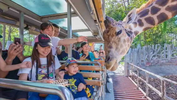Chiang Mai Night Safari [general admission ticket + tram tour] A great choice for babies and parents, highly recommended for leisure!