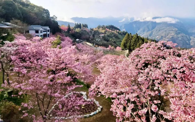 桃園拉拉山櫻花