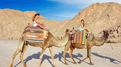Camel Ranch- Eilat