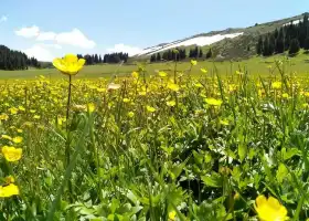 博樂市阿熱勒託海牧場寬敞氈房農家樂