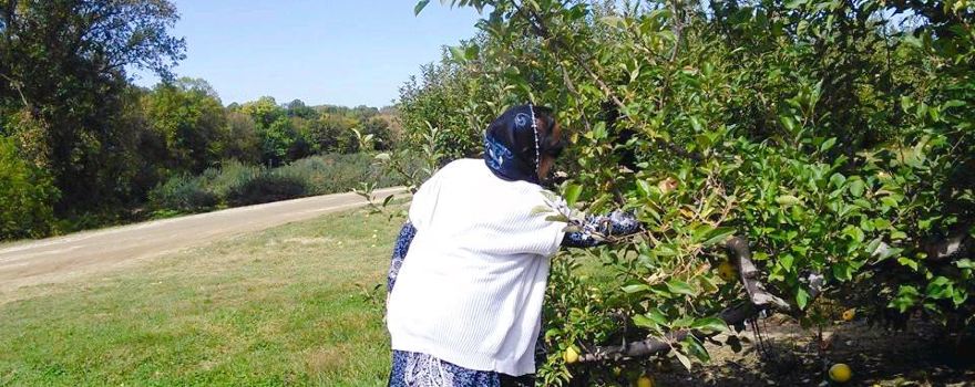 Anderson Orchard