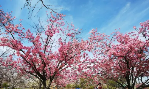 Nagai Park