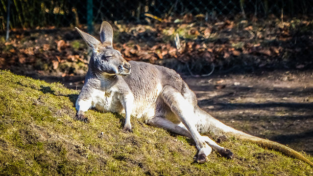 하겐베크 동물원