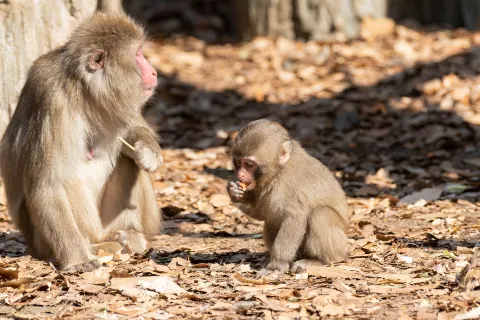 橫濱動物園Zoorasia