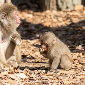 よこはま動物園ズーラシア