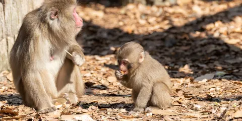 橫濱動物園Zoorasia