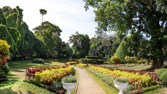 Jardin botanique de Peradeniya