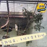 ［原來香港有咁多野生動物］